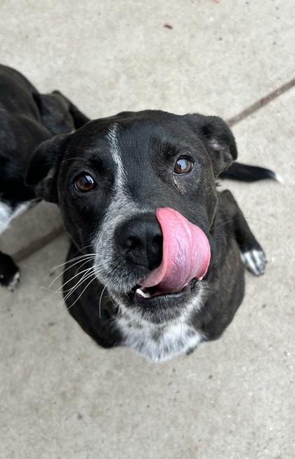 Doc, a ADOPTABLE mixed breed in Rapid City, SD image 5/5