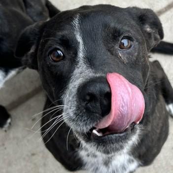 Doc, a ADOPTABLE mixed breed in Rapid City, SD image 1/5