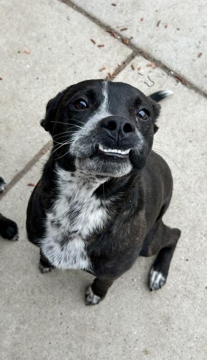 Doc, a ADOPTABLE mixed breed in Rapid City, SD image 4/5