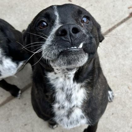 Doc, a ADOPTABLE mixed breed in Rapid City, SD image 3/5