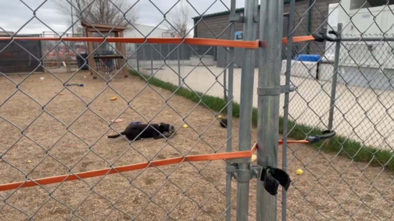 Enlarge Doc, a ADOPTABLE mixed breed in Rapid City, SD video 2/5