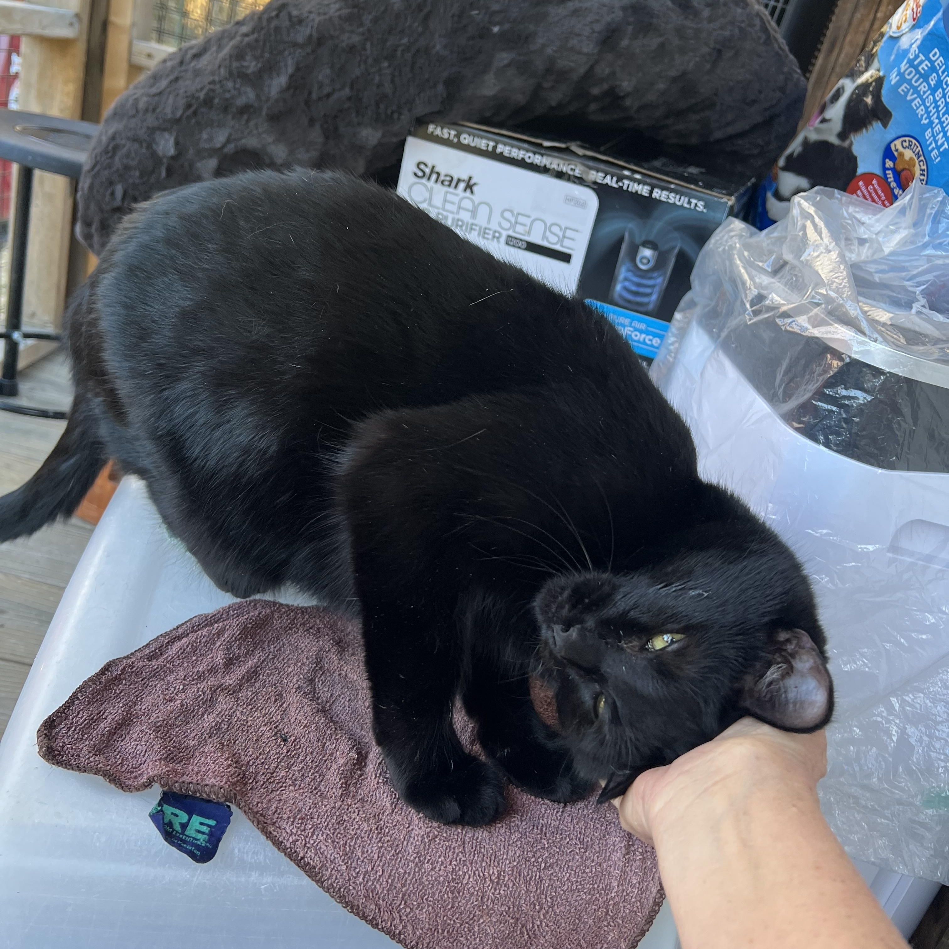 Enlarge Clawdette, a Adoptable Domestic Short Hair in Knoxville, GA image 3/4