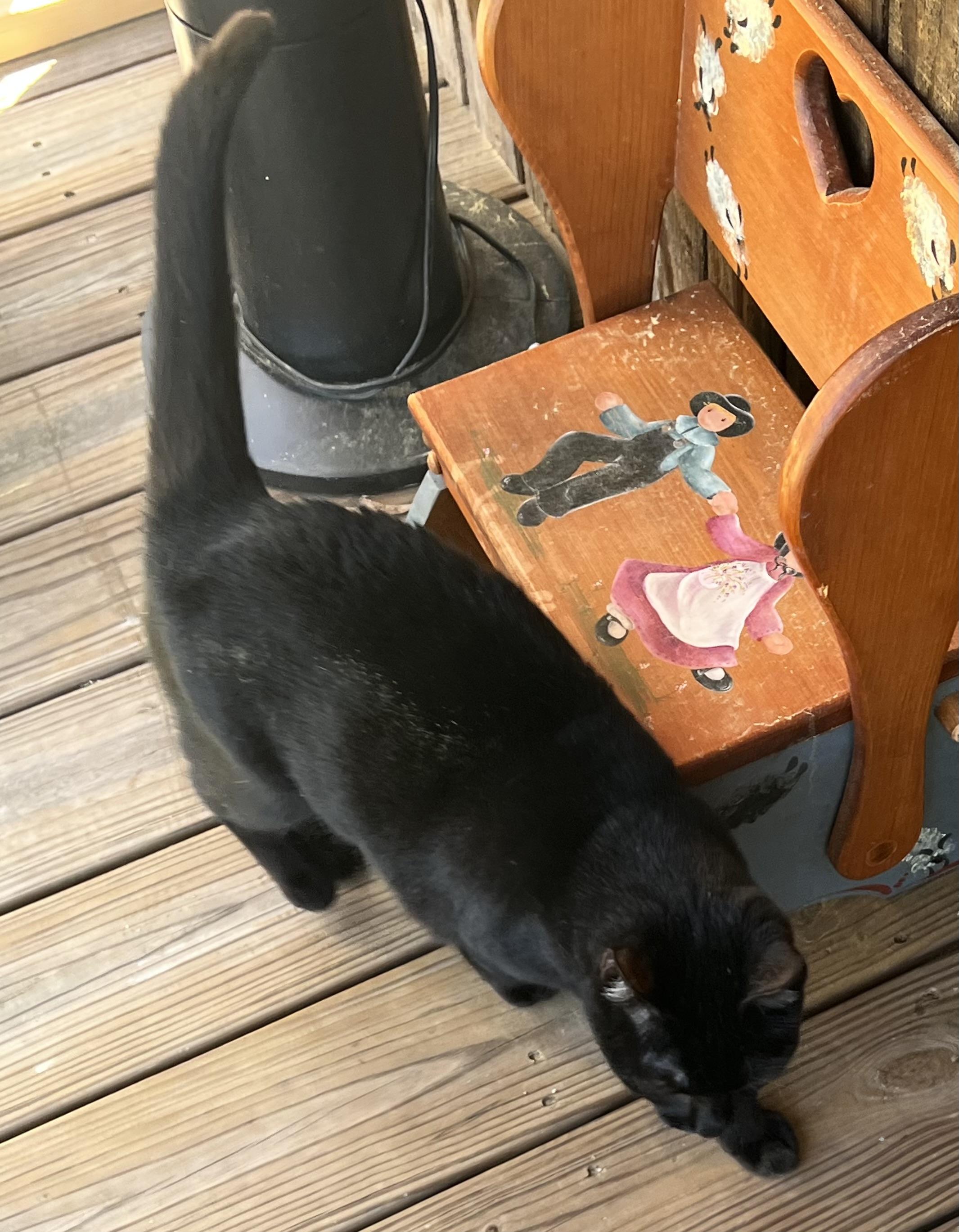 Enlarge Clawdette, a Adoptable Domestic Short Hair in Knoxville, GA image 1/4