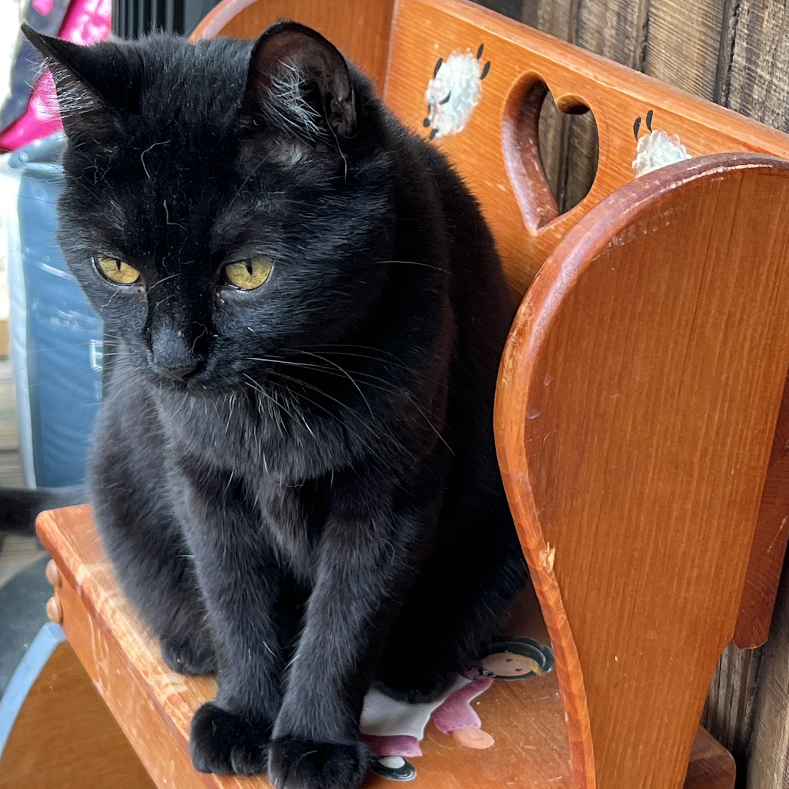Enlarge Clawdette, a Adoptable Domestic Short Hair in Knoxville, GA image 1/4