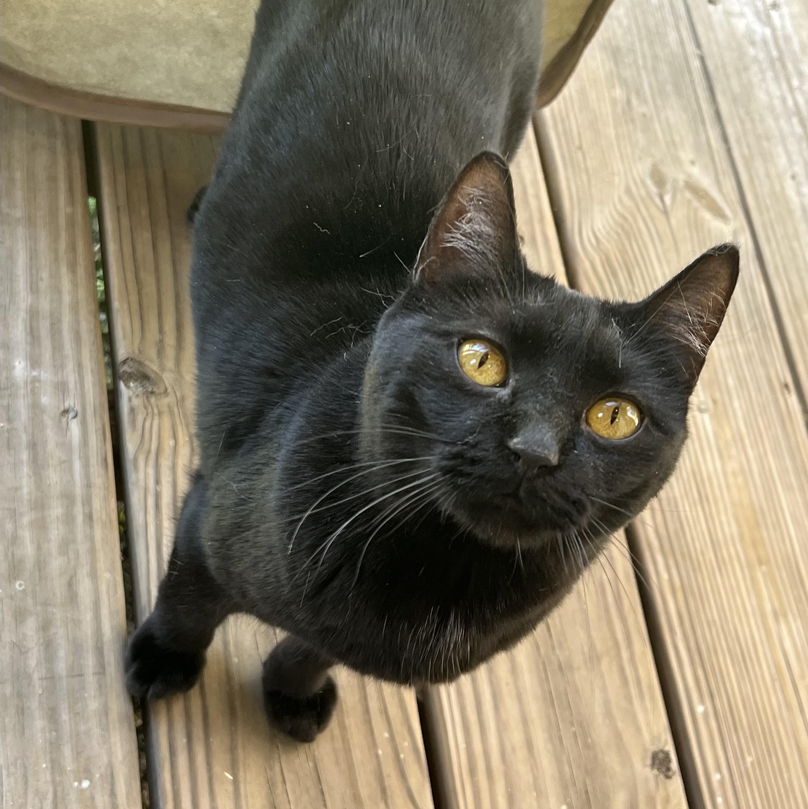 Enlarge Clawdette, a Adoptable Domestic Short Hair in Knoxville, GA image 2/4