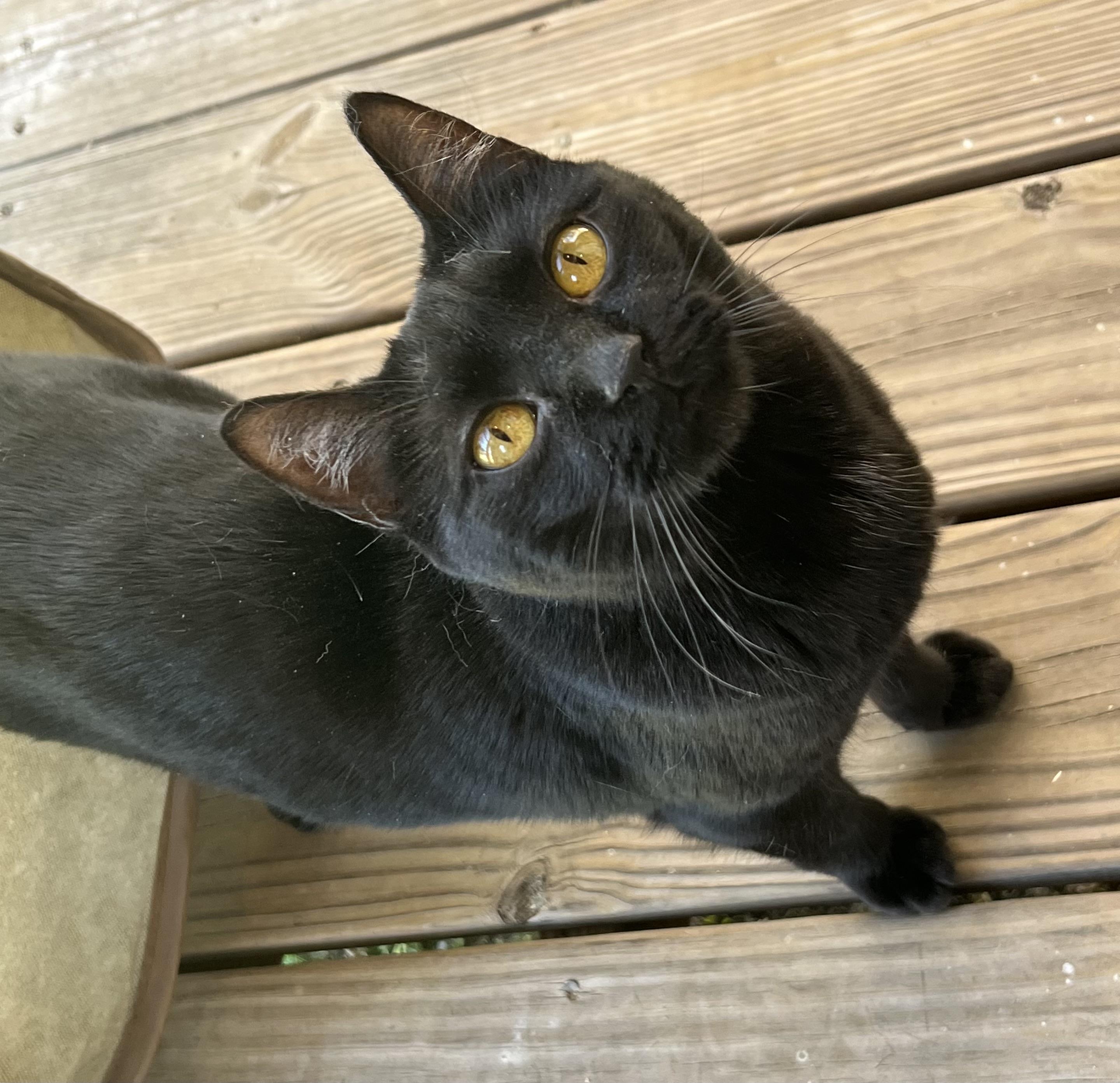 Enlarge Clawdette, a Adoptable Domestic Short Hair in Knoxville, GA image 2/4