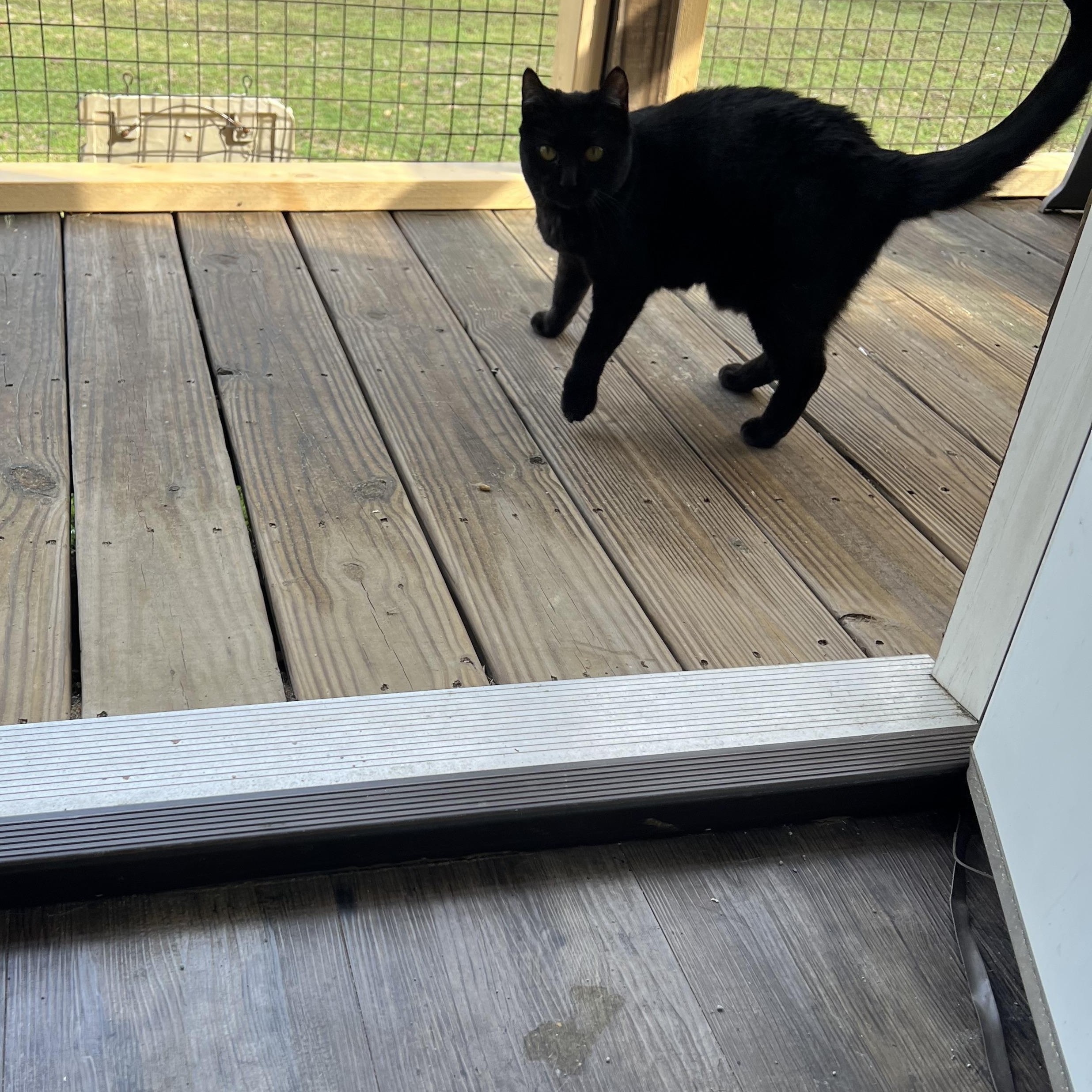 Enlarge Clawdette, a Adoptable Domestic Short Hair in Knoxville, GA image 4/4