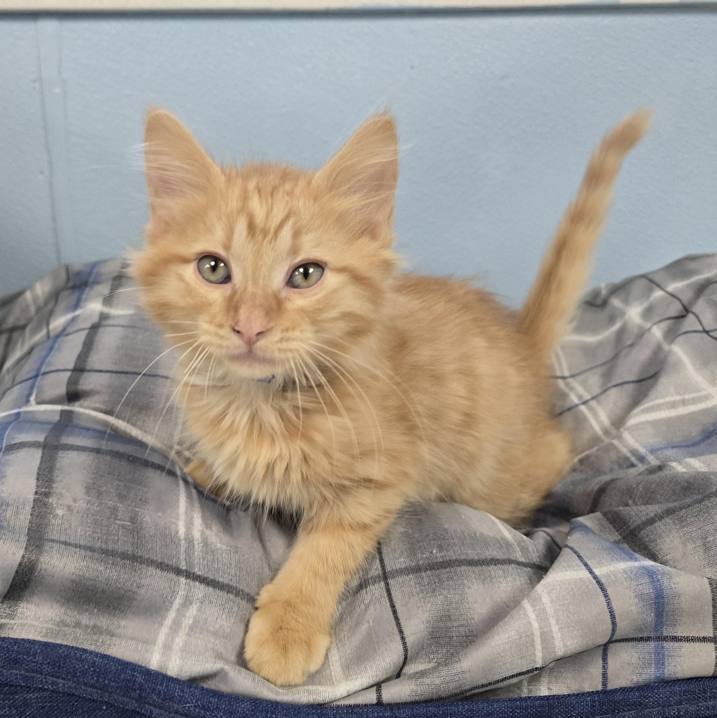 Enlarge Wildberry, a ADOPTABLE Domestic Long Hair in Farmington, MO image 1/1