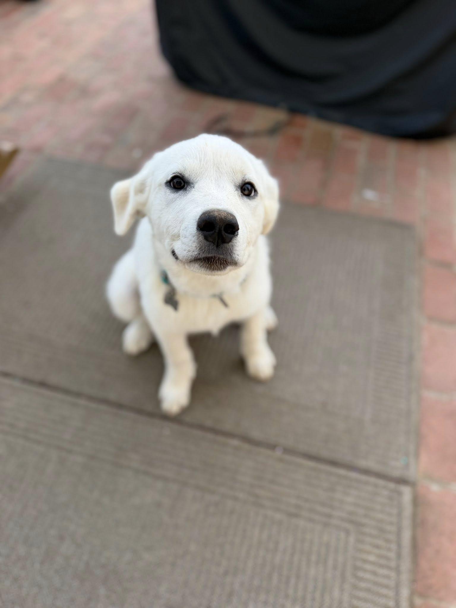 Enlarge Pearl, a Adoptable mixed breed in Goodlettsville, TN image 1/1