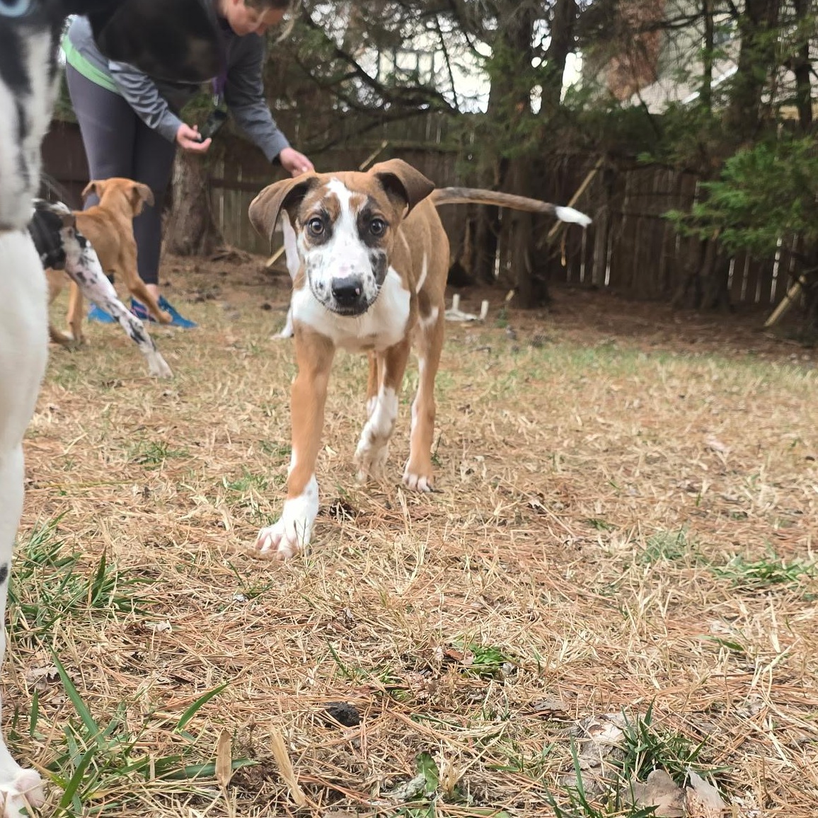 Enlarge Gabby, a ADOPTABLE mixed breed in Rock Hill, SC image 5/6