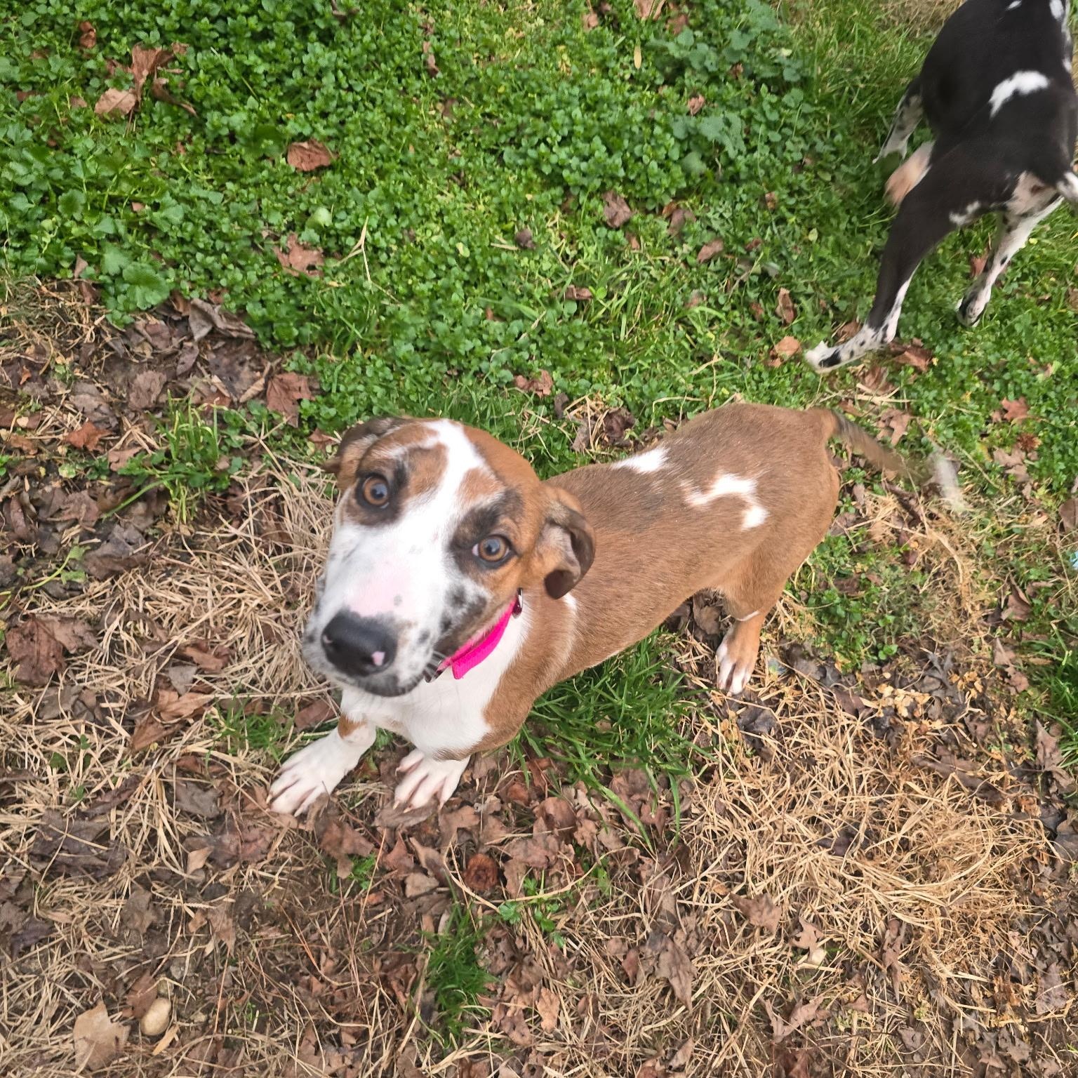 Enlarge Gabby, a ADOPTABLE mixed breed in Rock Hill, SC image 6/6