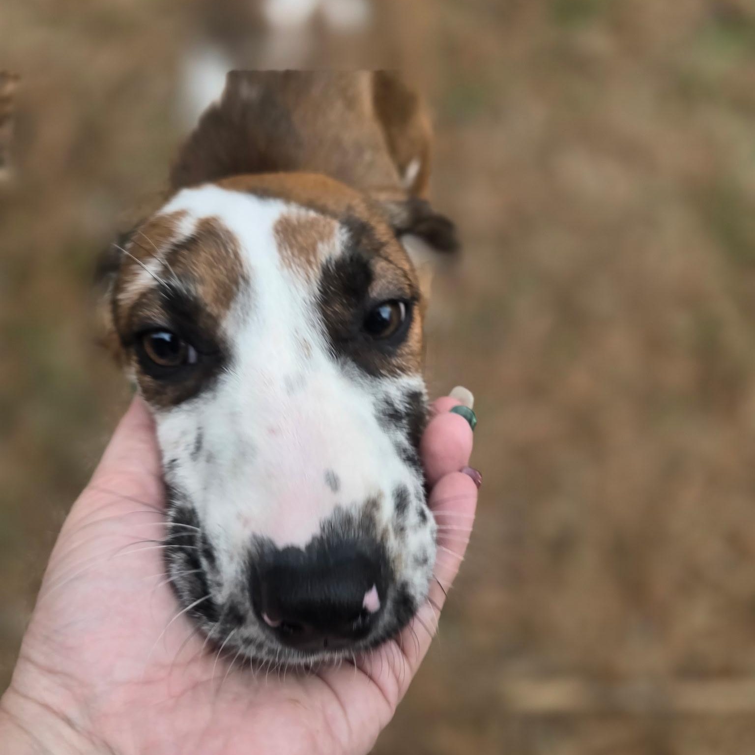 Enlarge Gabby, a ADOPTABLE mixed breed in Rock Hill, SC image 4/6