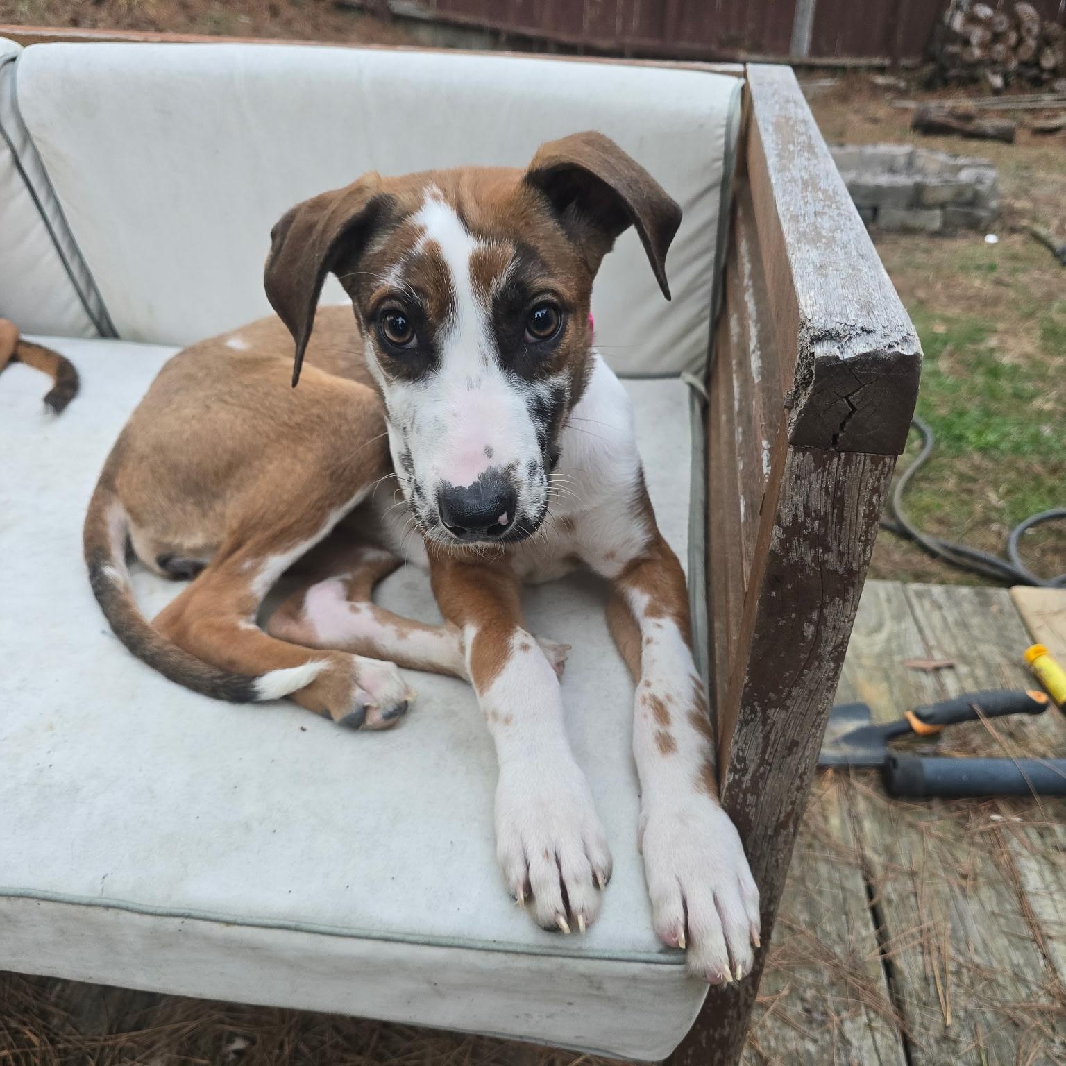Gabby, ADOPTABLE, Puppy Female Great Dane & Catahoula Leopard Dog.