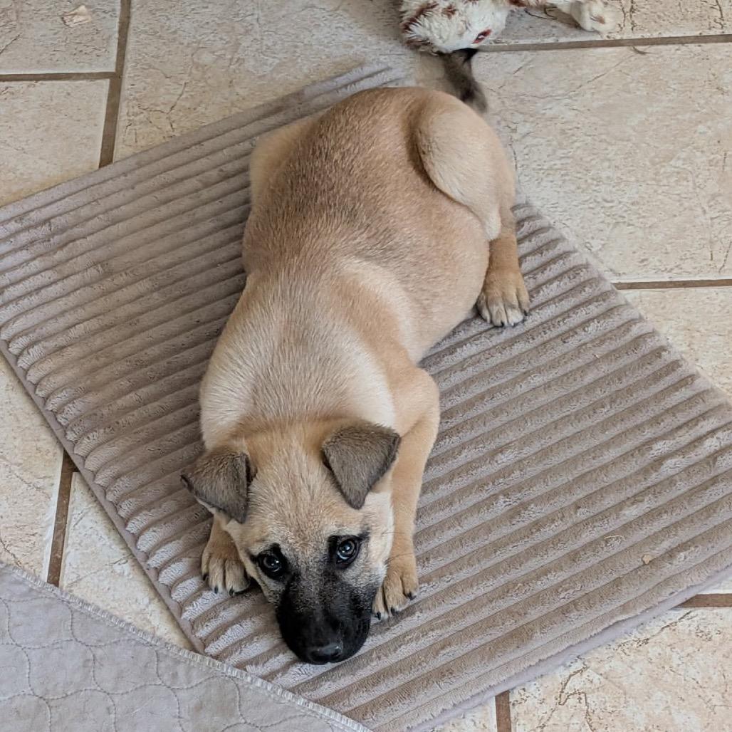 Juliet, Adoptable, Puppy Female Anatolian Shepherd.