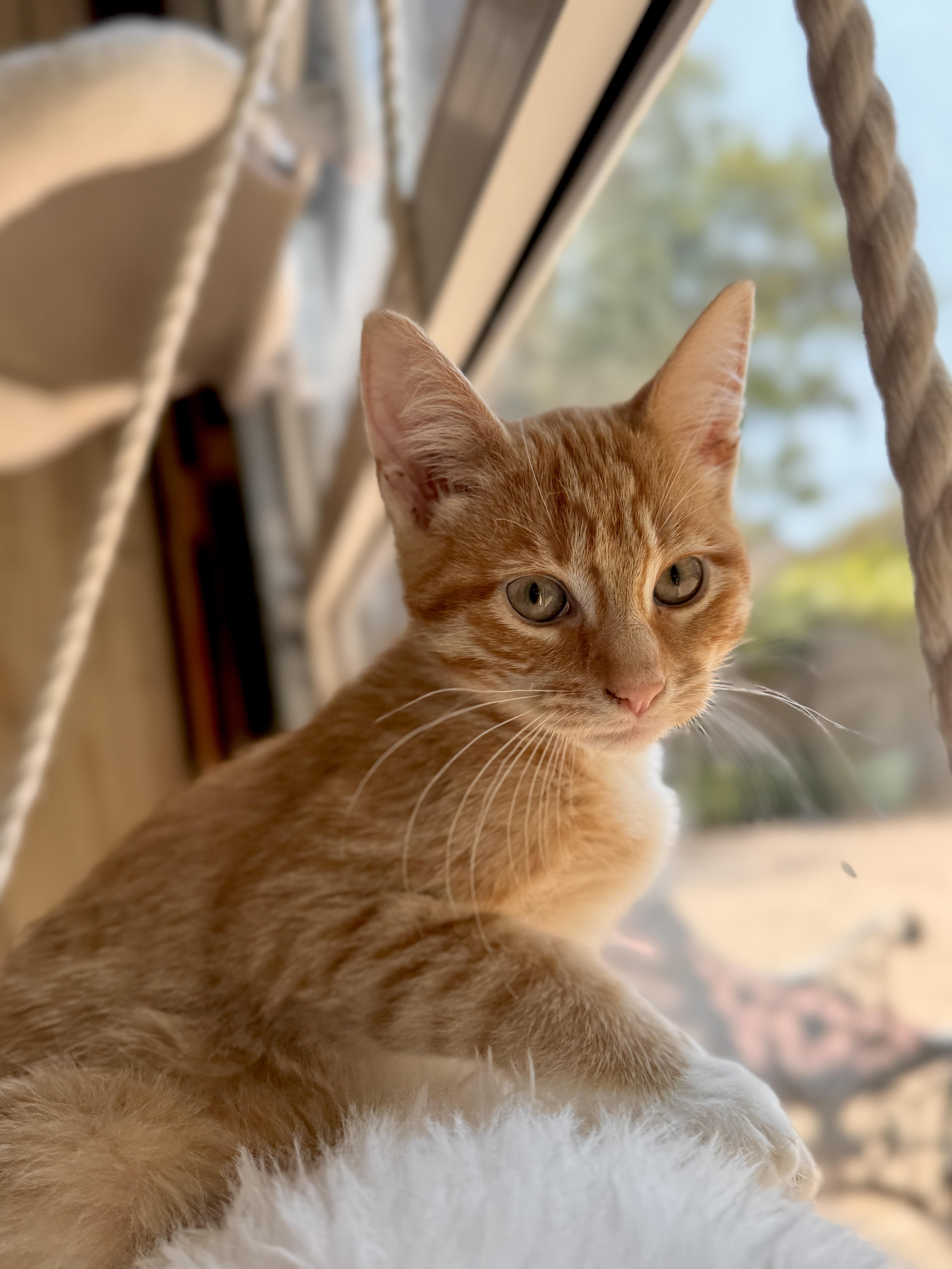 Enlarge Cleo, a Adoptable Tabby in Keller, TX image 4/6