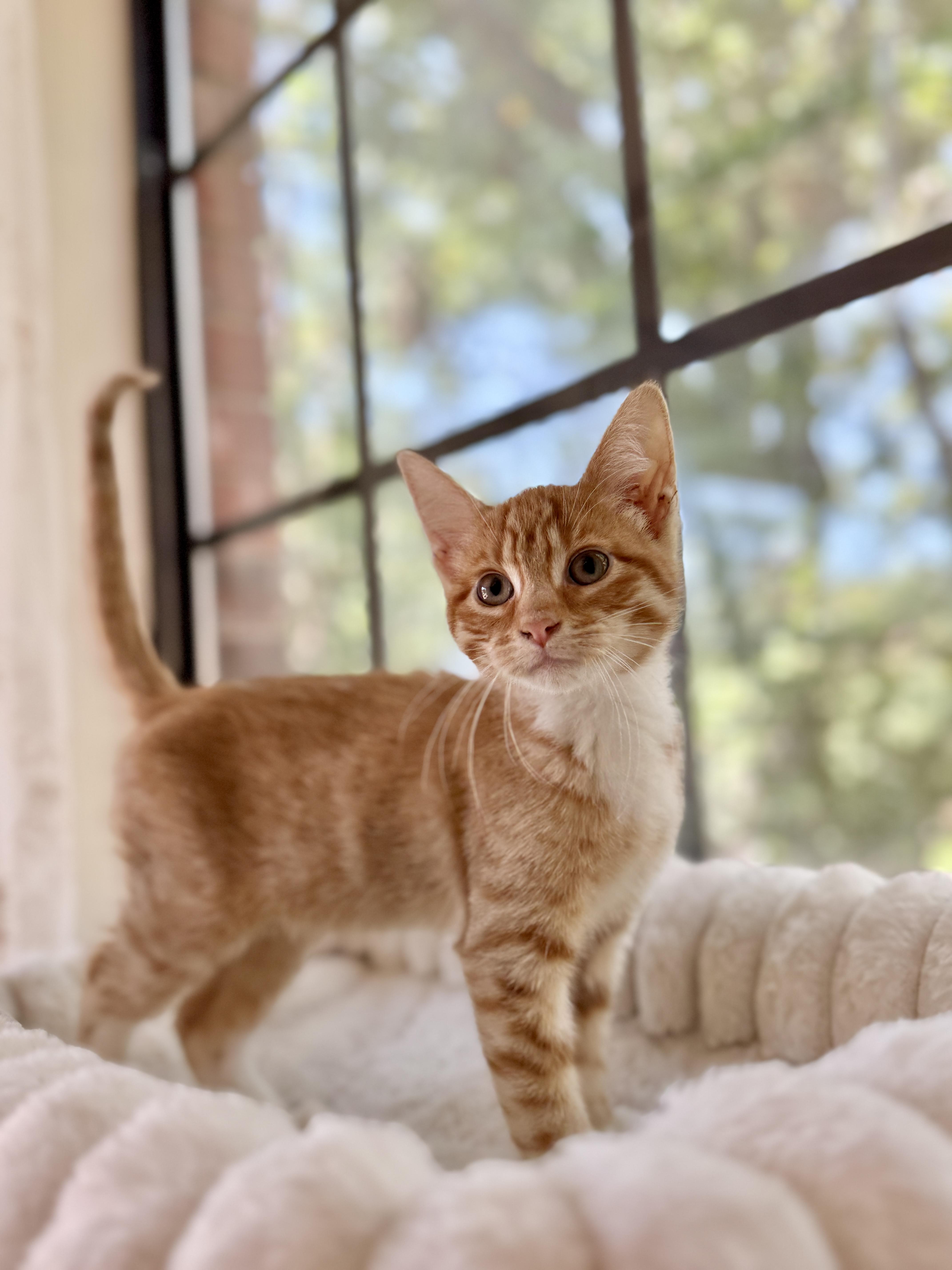 Enlarge Cleo, a Adoptable Tabby in Keller, TX image 3/6