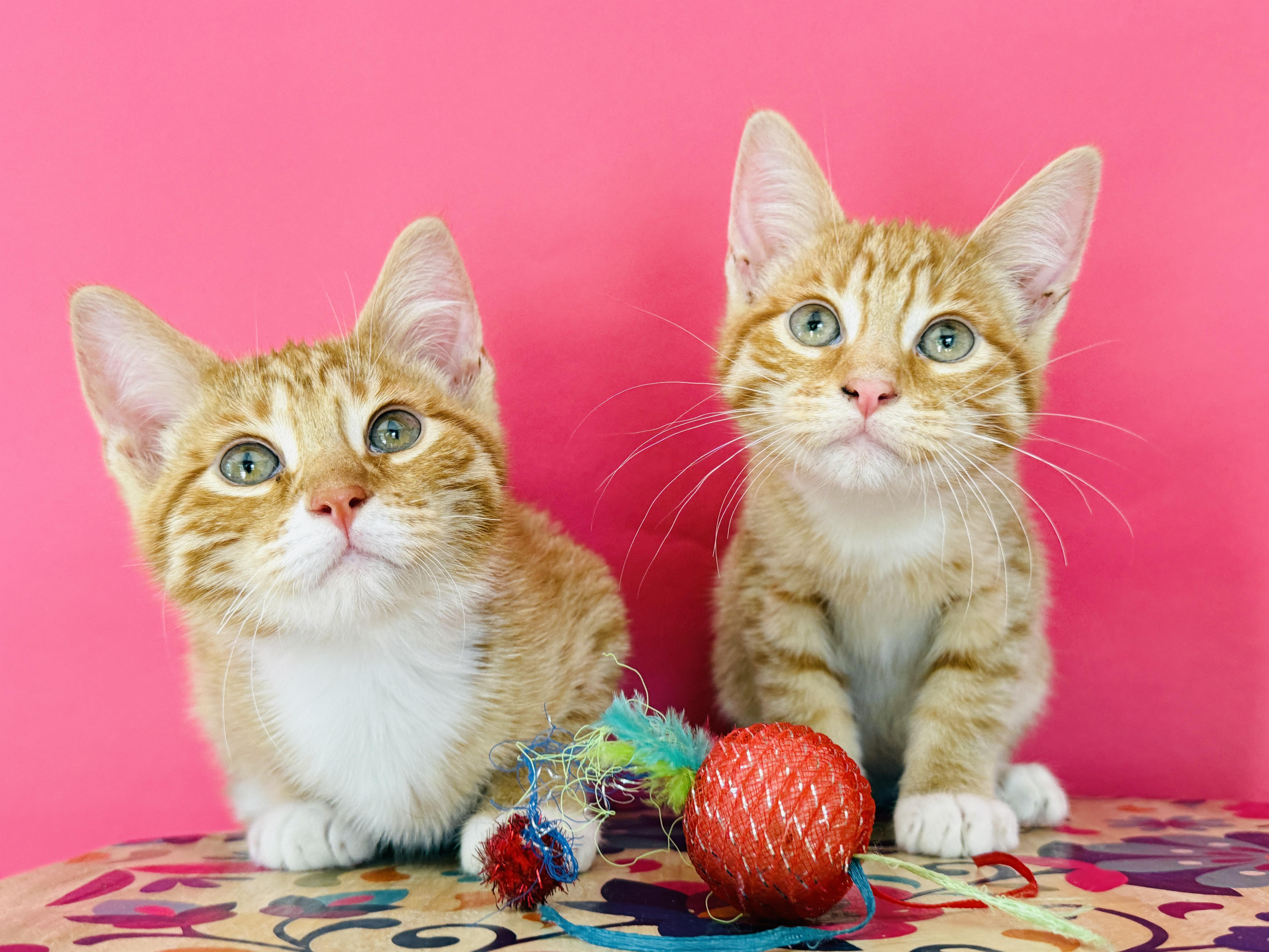 Enlarge Cleo, a Adoptable Tabby in Keller, TX image 5/6