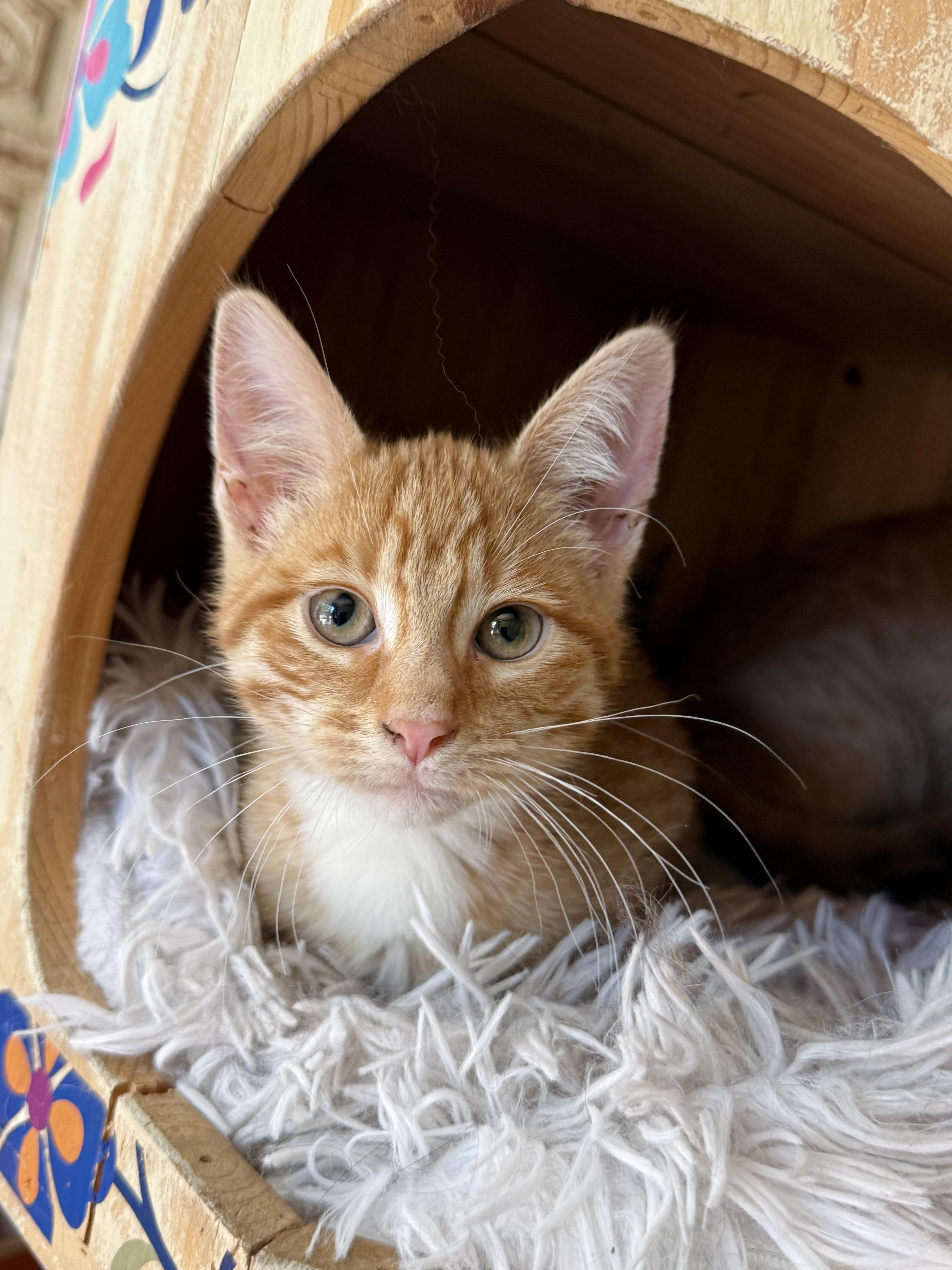 Enlarge Cleo, a Adoptable Tabby in Keller, TX image 2/6