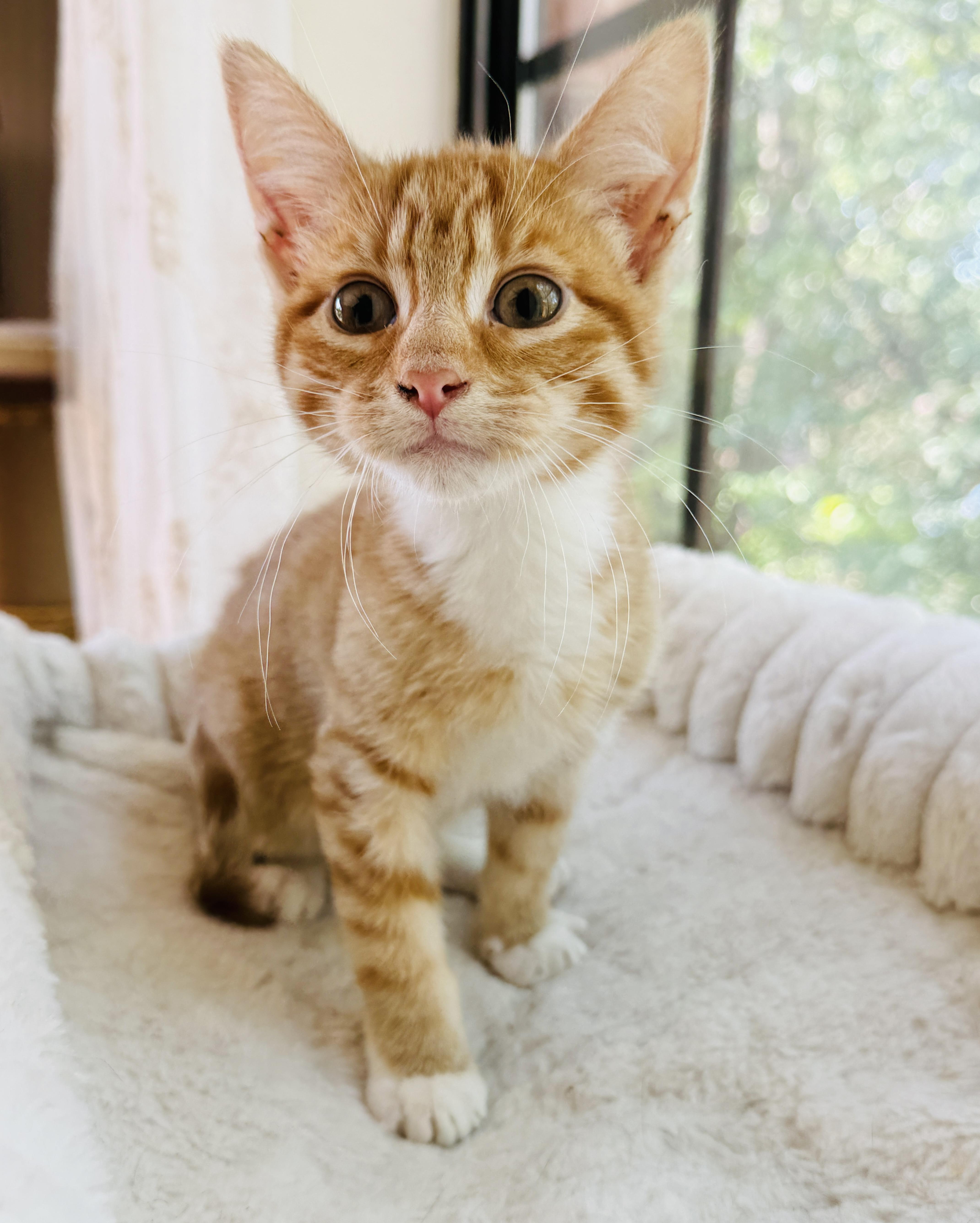 Cleo, Adoptable, Kitten Male Tabby.