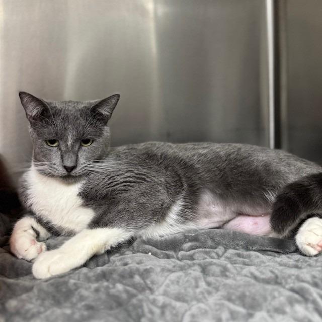 Prada, Adoptable, Adult Female Domestic Short Hair.