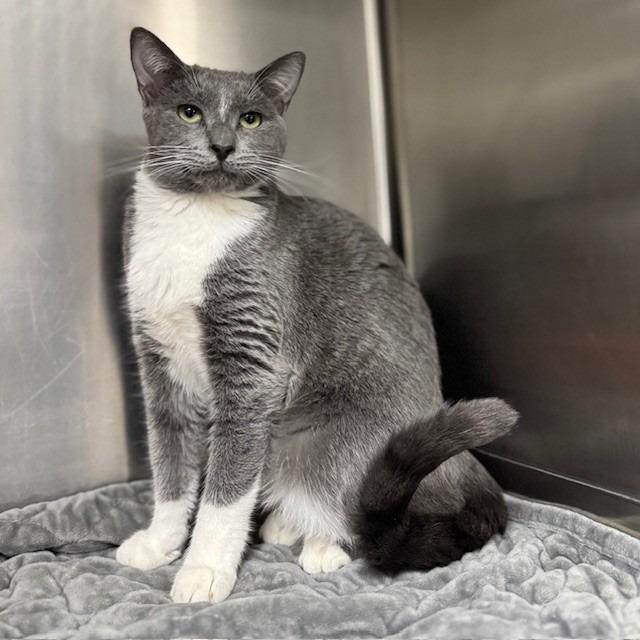 Enlarge Prada, a Adoptable mixed breed in Bullhead City, AZ image 2/2