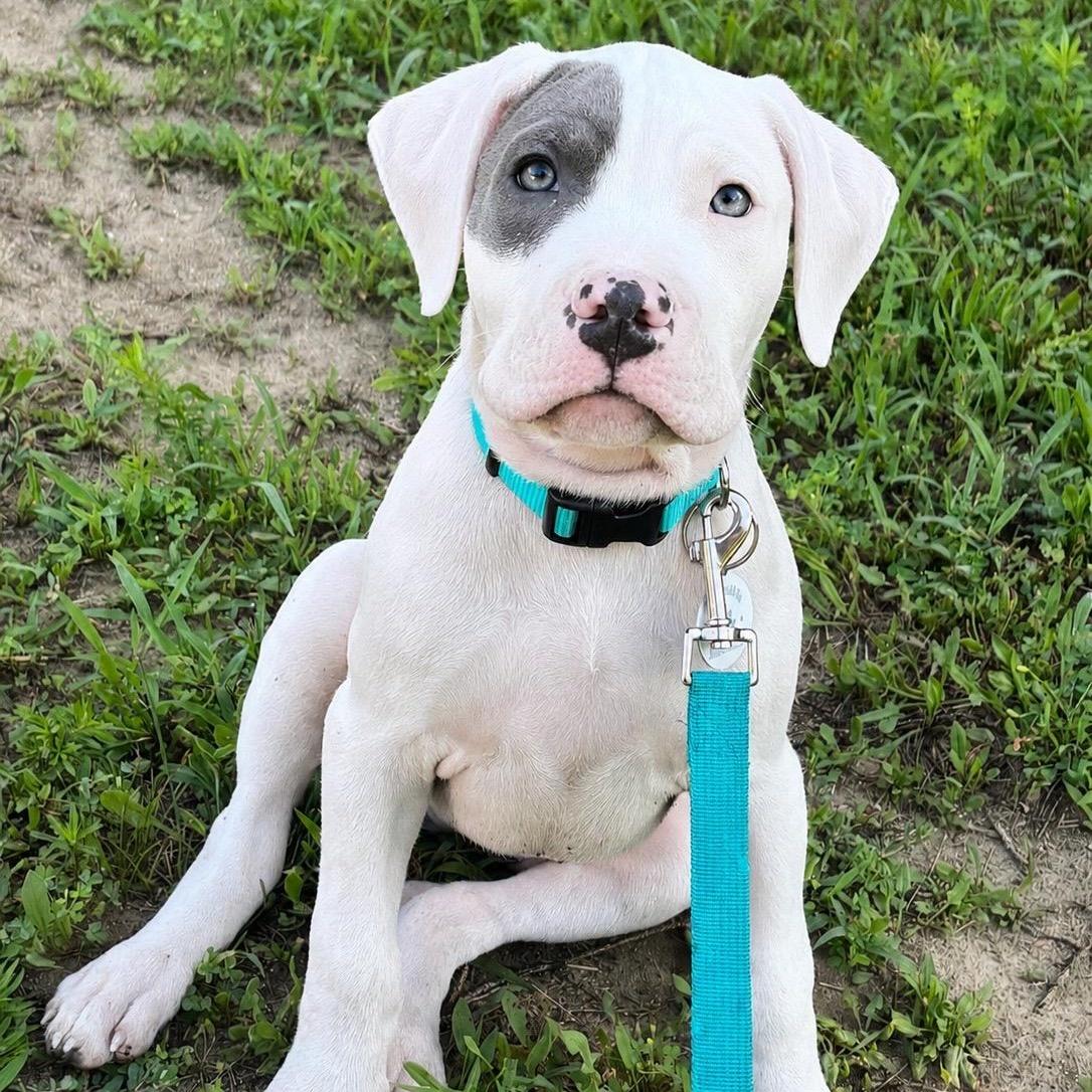 Sardine, an adoptable Pit Bull Terrier in Grafton, MA image 6/6