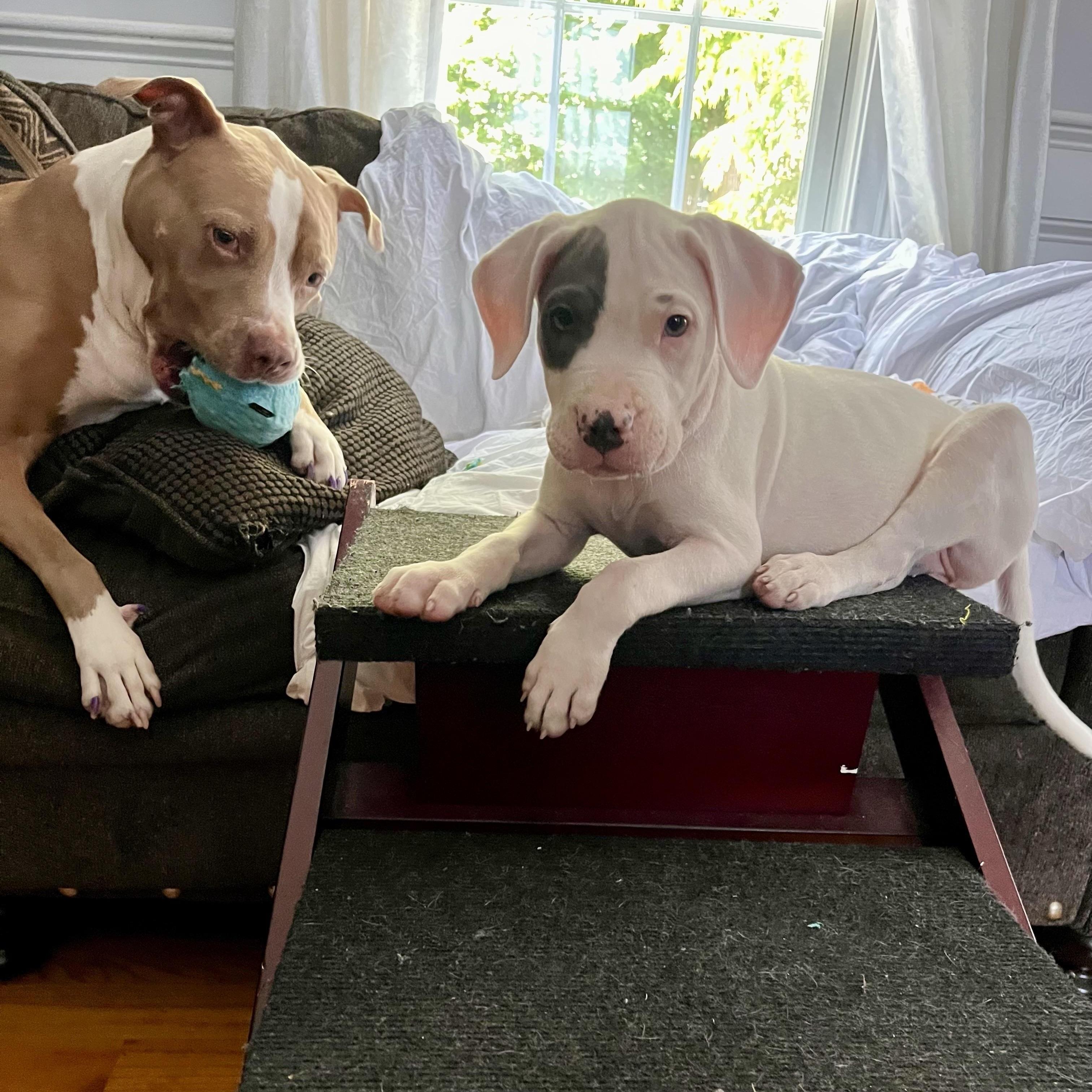 Sardine, an adoptable Pit Bull Terrier in Grafton, MA image 2/6