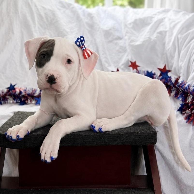Sardine, adoptable, Puppy Female Pit Bull Terrier.