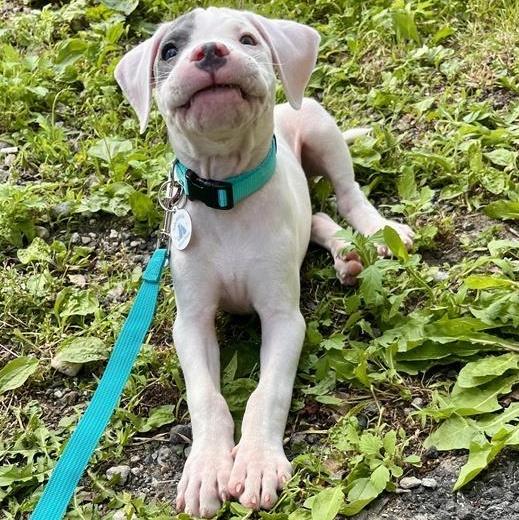 Sardine, an adoptable Pit Bull Terrier in Grafton, MA image 3/6