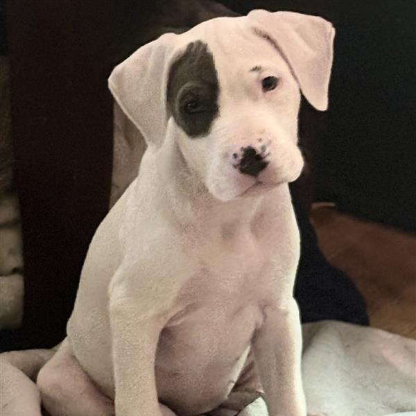Sardine, an adoptable Pit Bull Terrier in Grafton, MA image 4/6