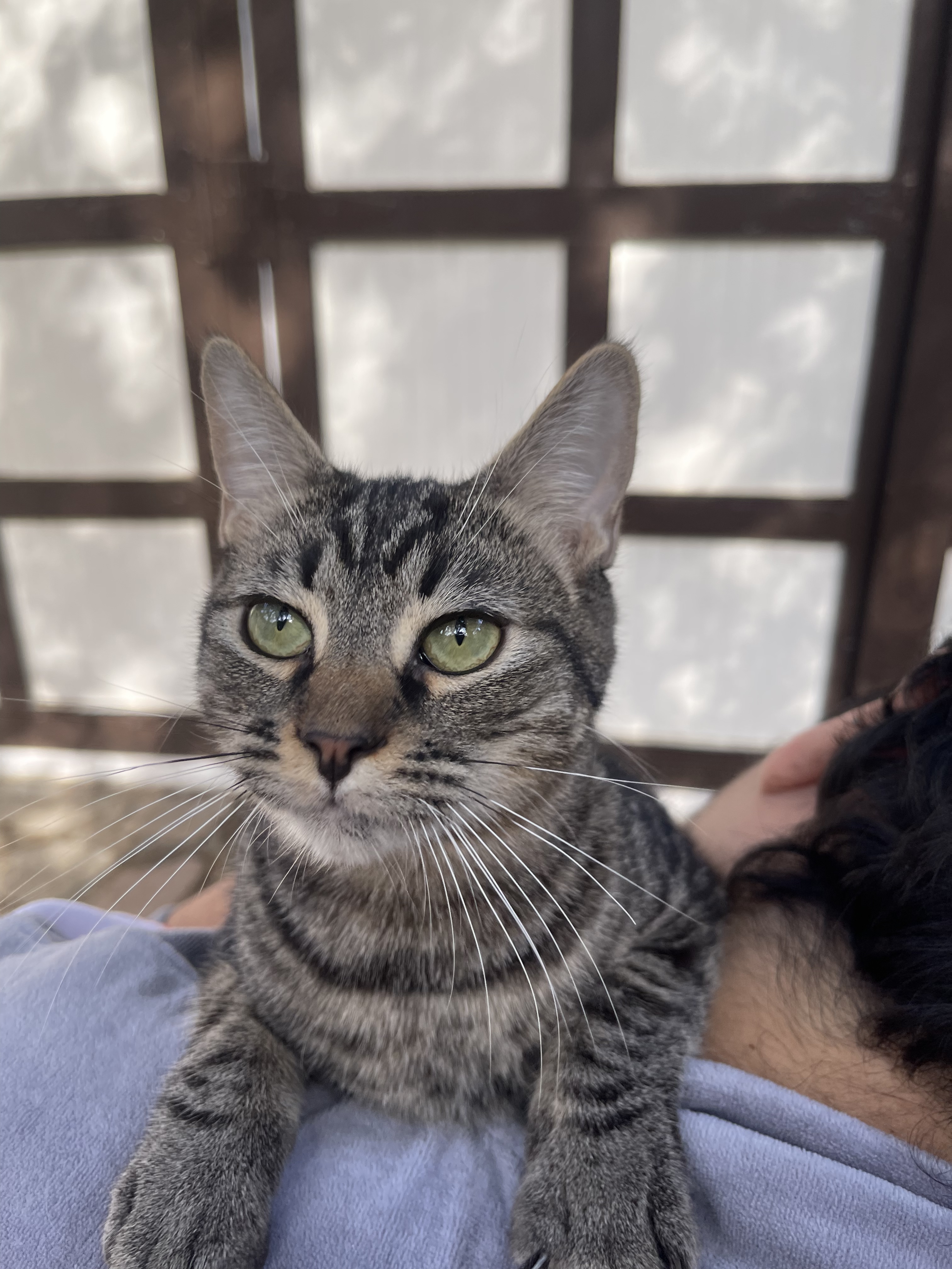 Sarducci, Adoptable, Adult Male Domestic Short Hair.