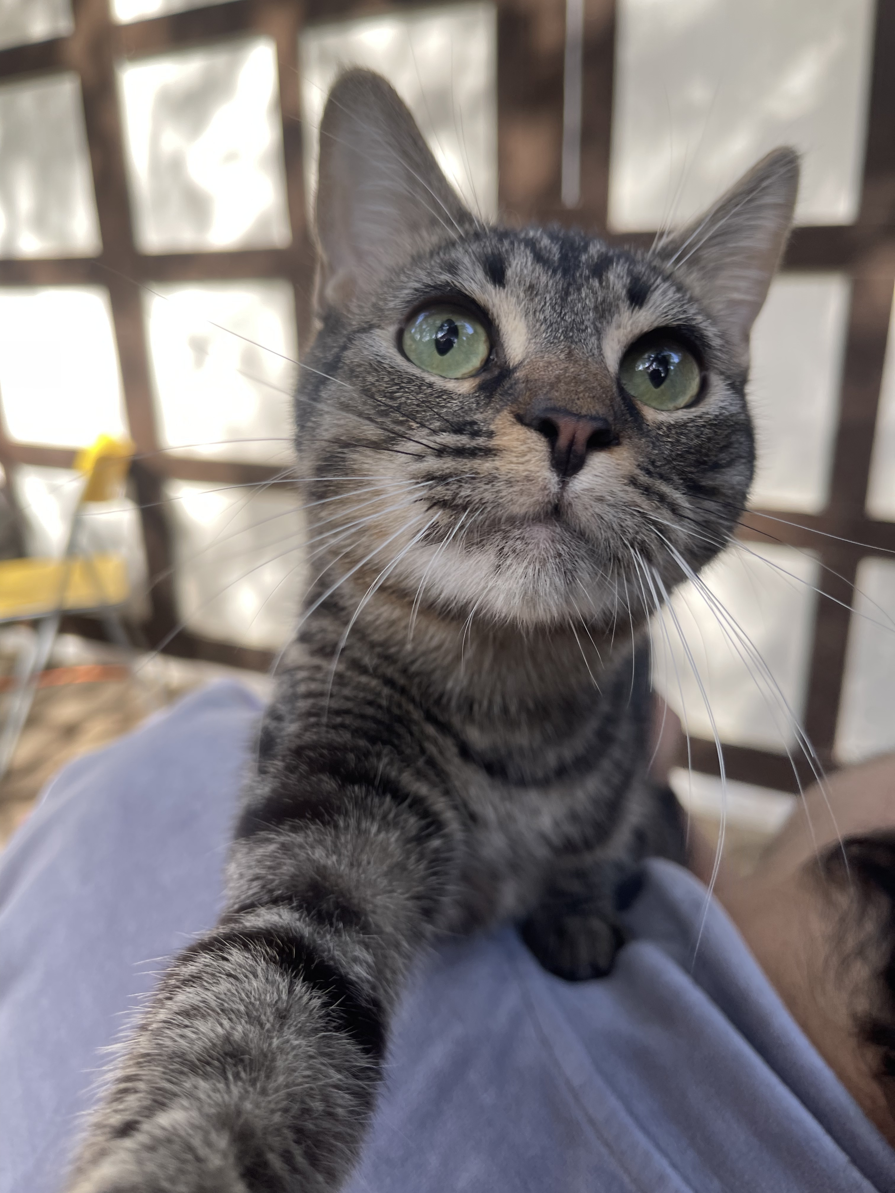 Sarducci, a Adoptable mixed breed in Los Angeles, CA image 2/2