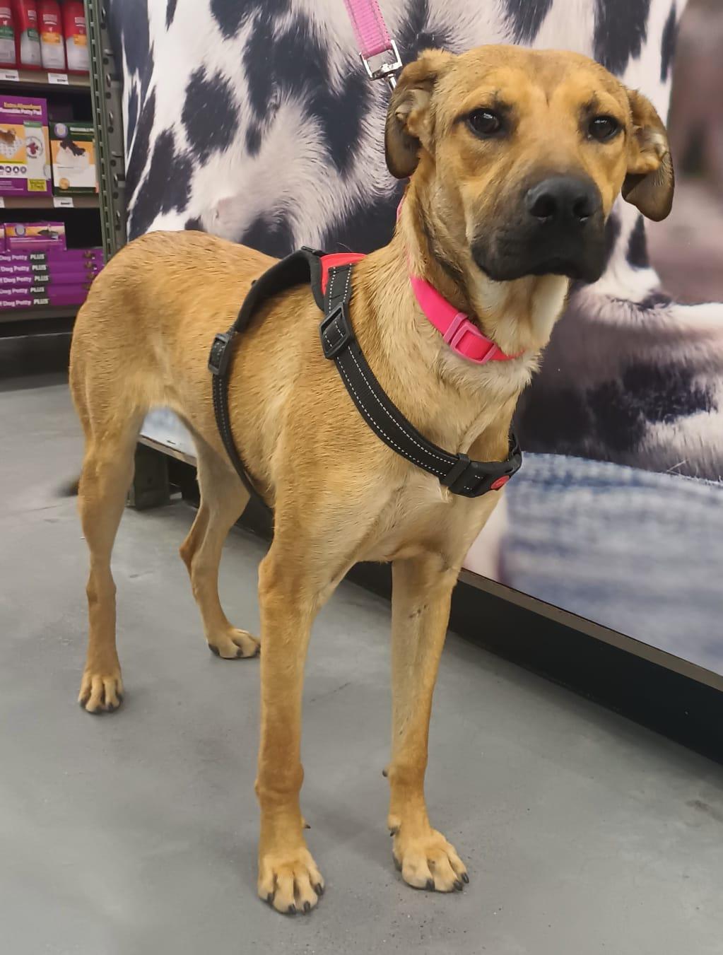 Antonela, a ADOPTABLE mixed breed in Orange, CA image 3/6
