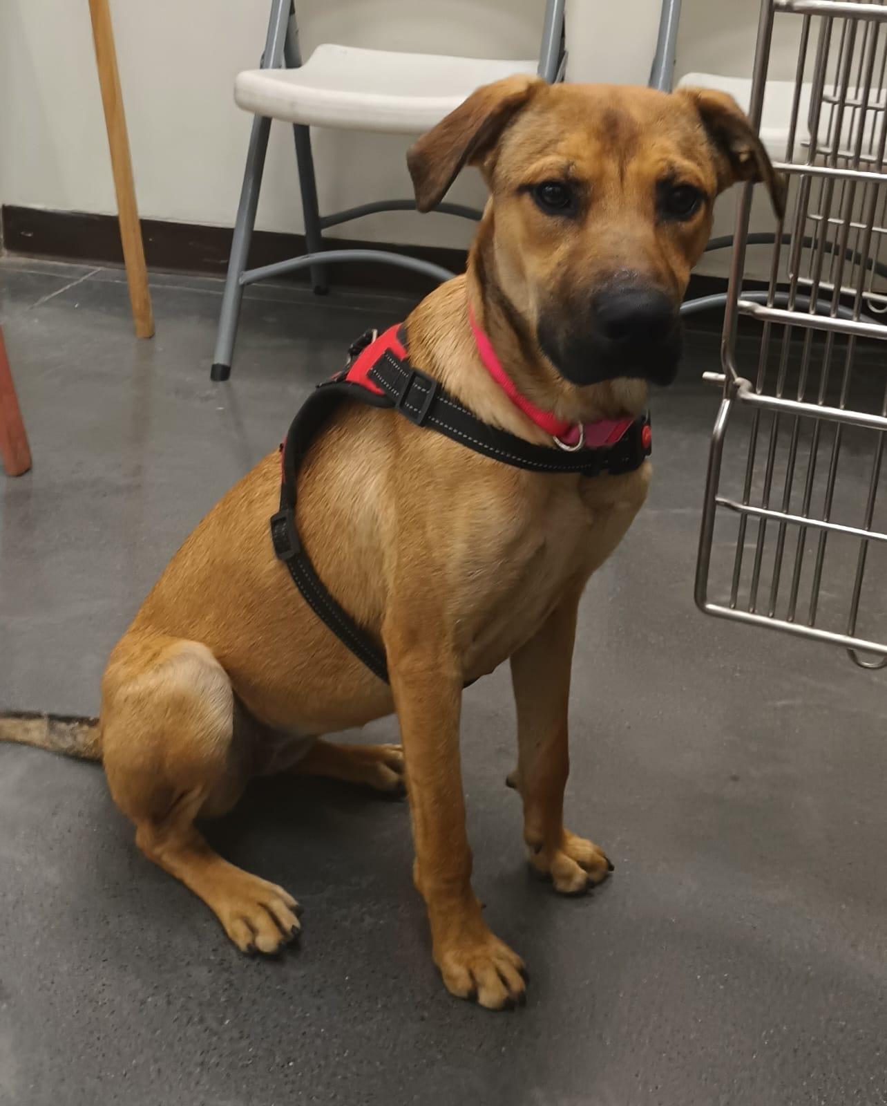 Antonela, a ADOPTABLE mixed breed in Orange, CA image 2/6