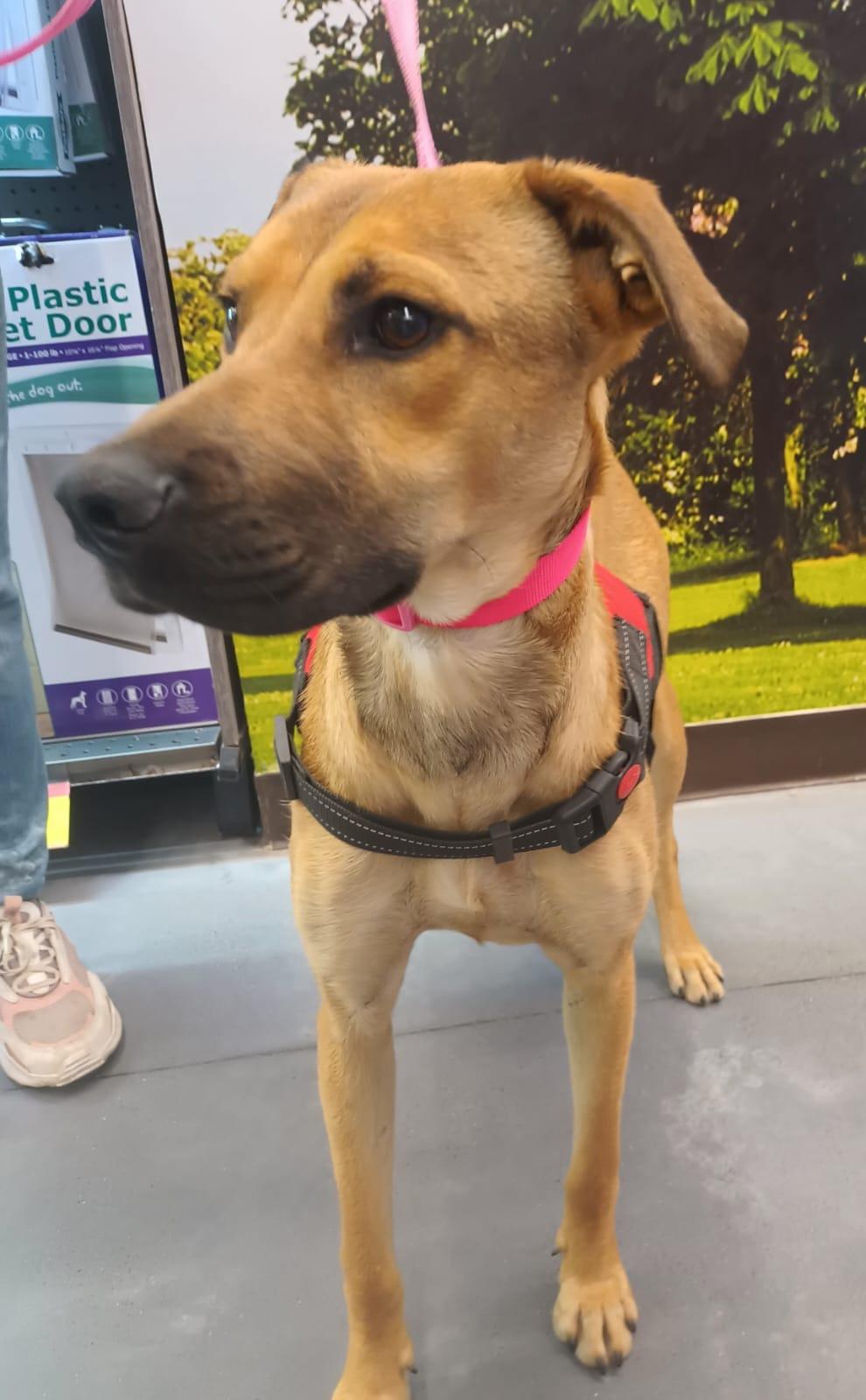 Antonela, a ADOPTABLE mixed breed in Orange, CA image 5/6