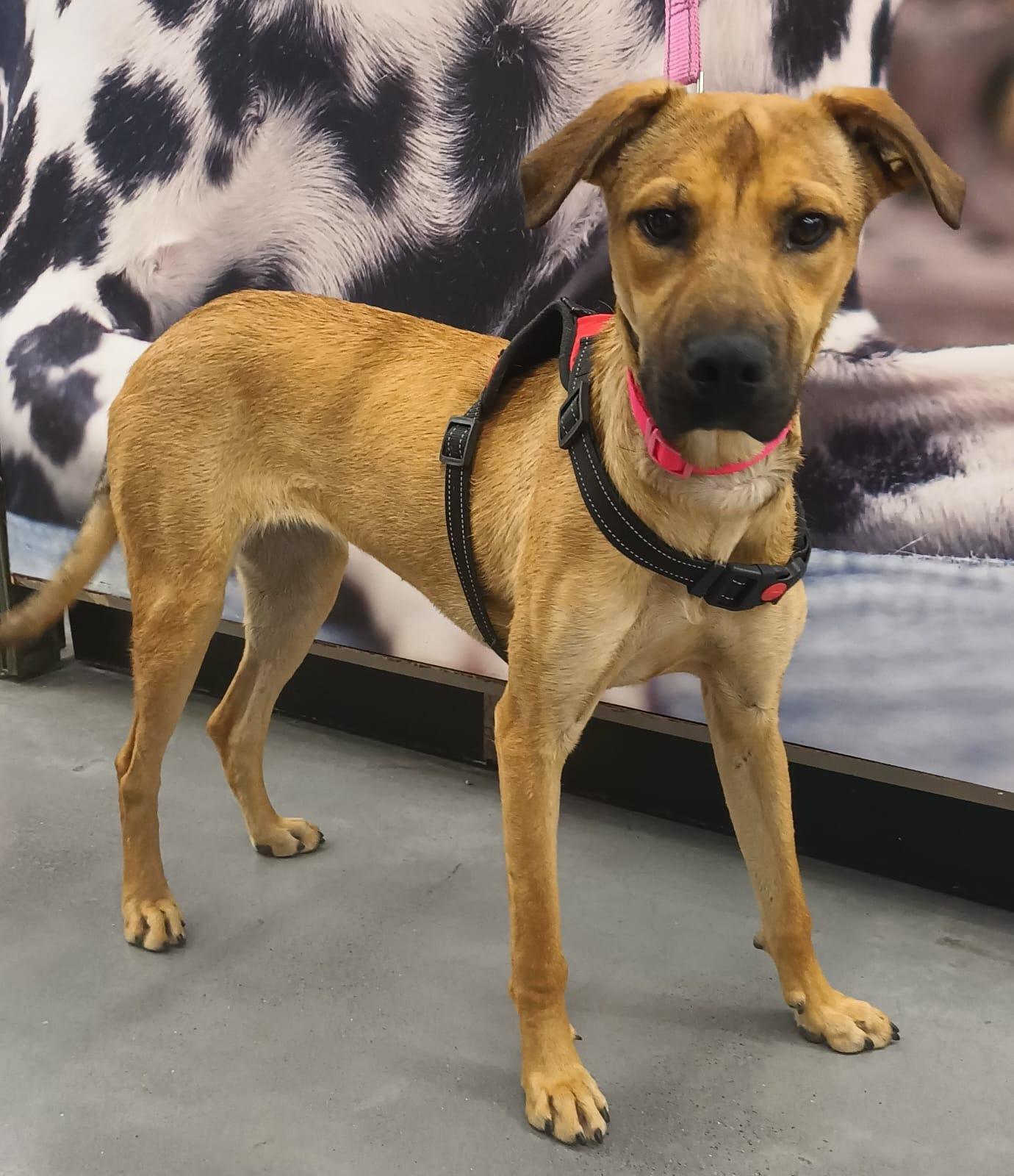 Antonela, a ADOPTABLE mixed breed in Orange, CA image 1/6