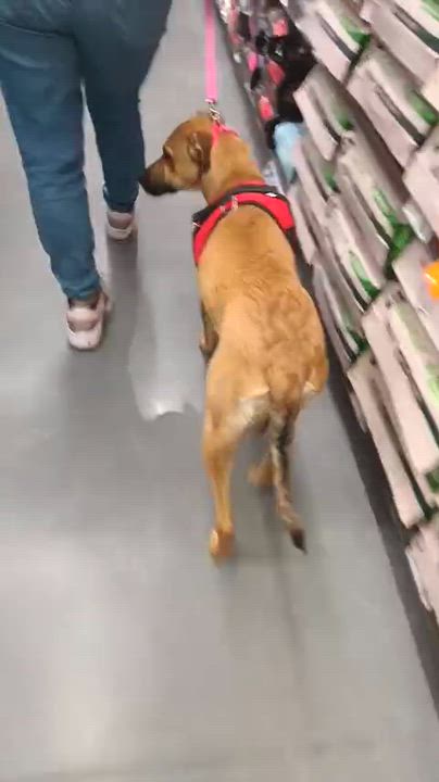 Enlarge Antonela, a ADOPTABLE mixed breed in Orange, CA video 6/6