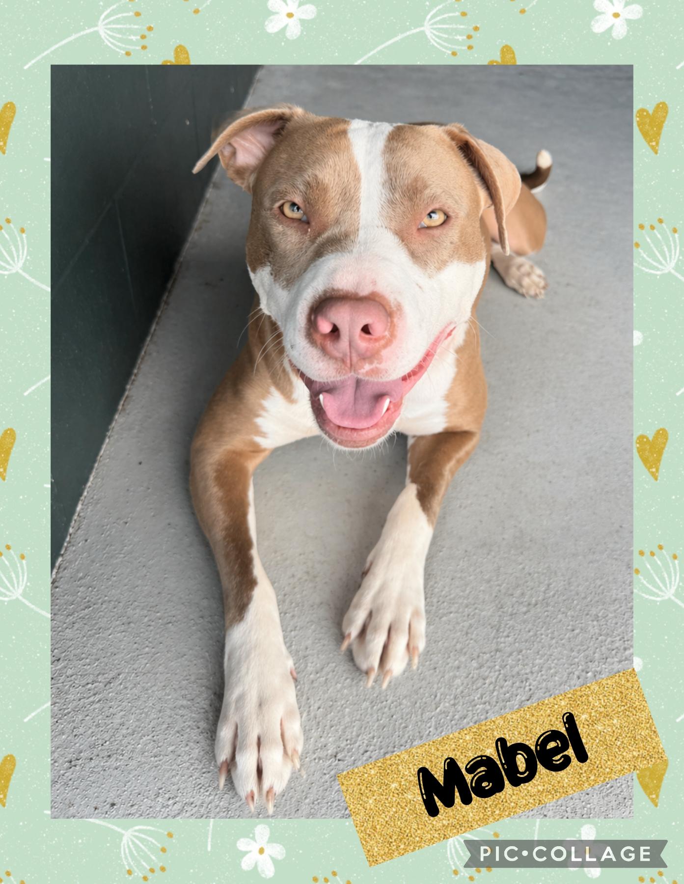 Mabel, Adoptable, Young Female Mixed Breed.