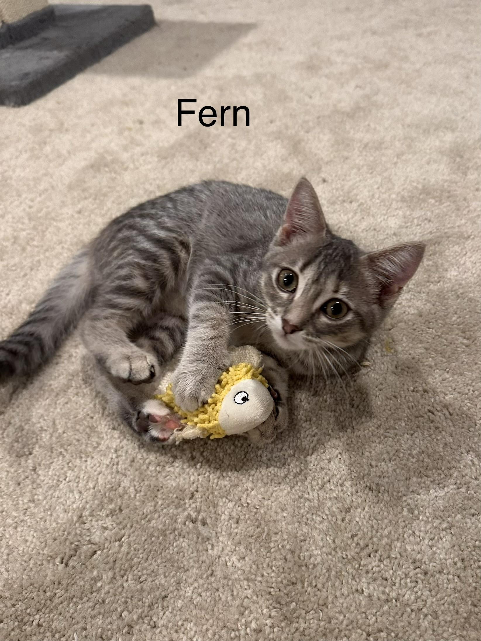 Fern, ADOPTABLE, Young Female Domestic Short Hair.
