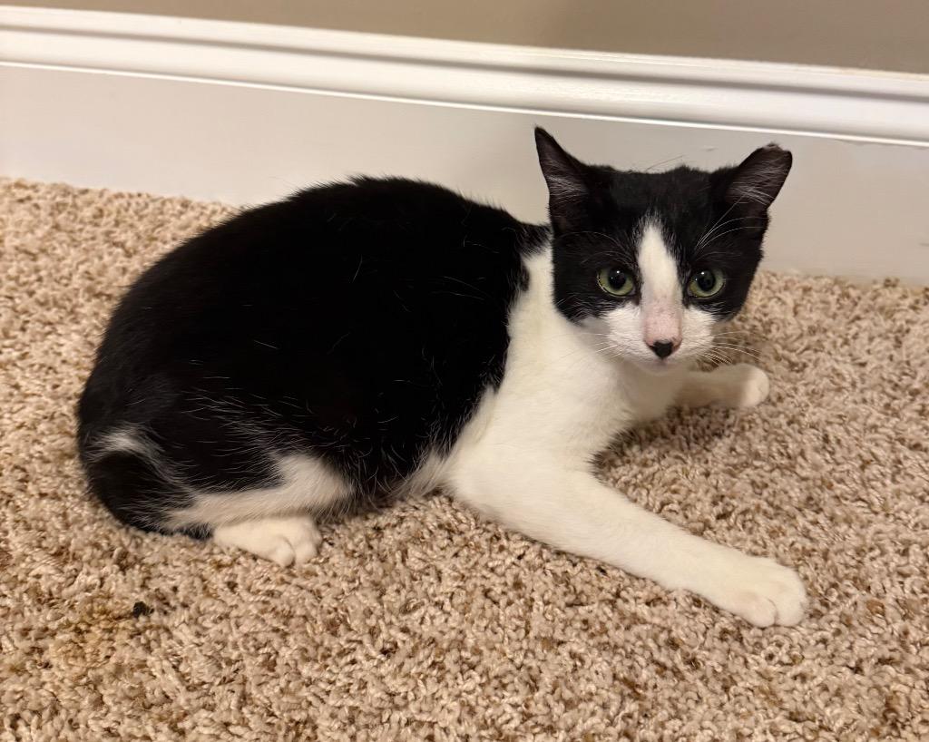 June, a Adoptable Domestic Short Hair in Augusta, GA image 1/2