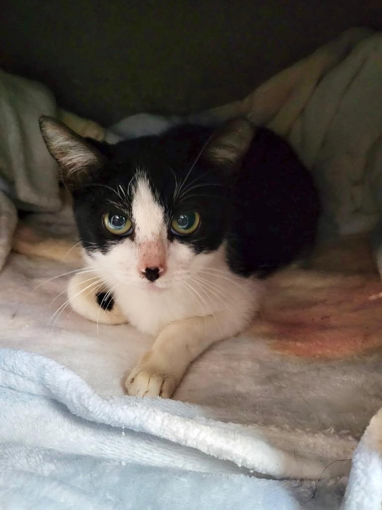 June, a Adoptable Domestic Short Hair in Augusta, GA image 2/2