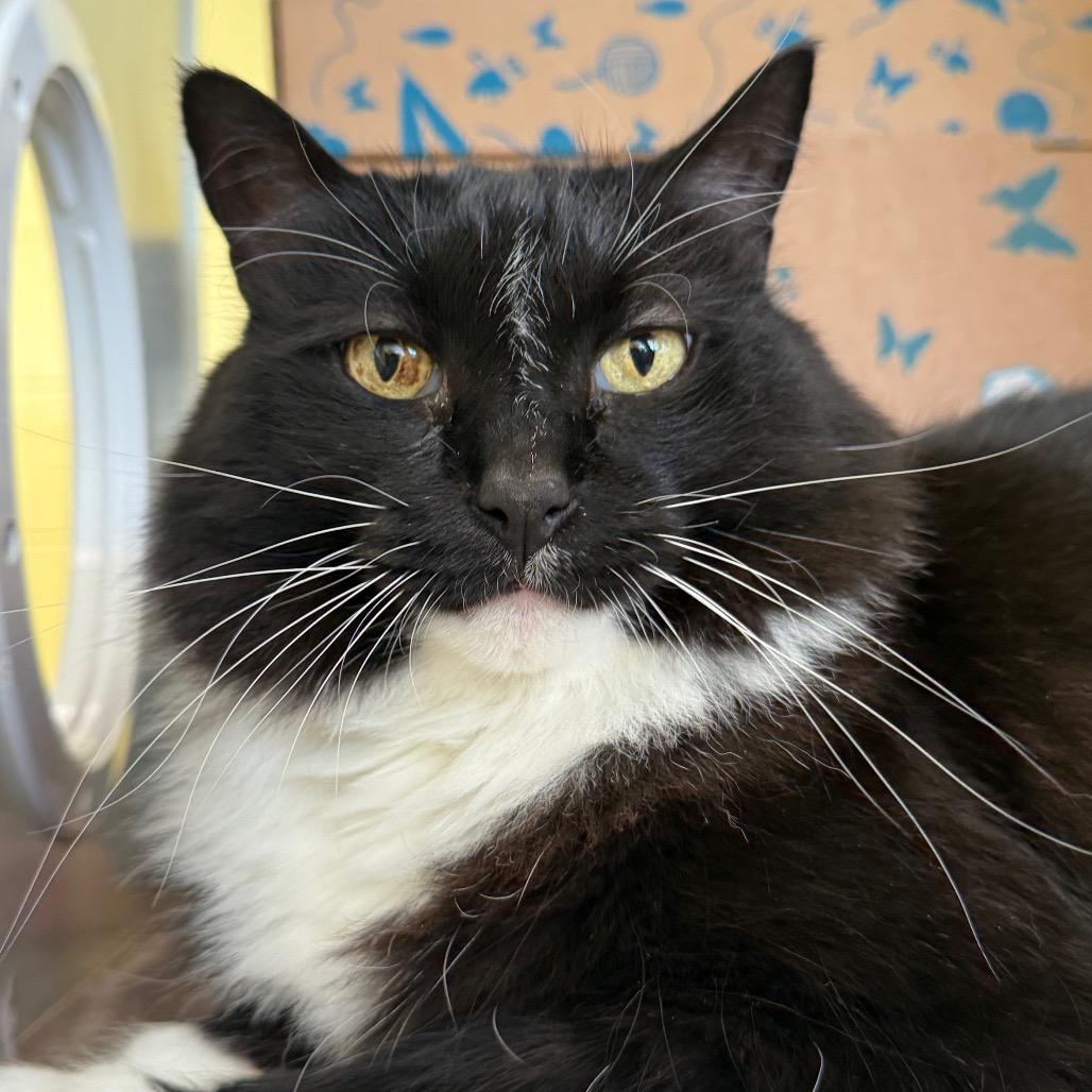 Enlarge Willow, a Adoptable Domestic Long Hair in West Olive, MI image 1/6