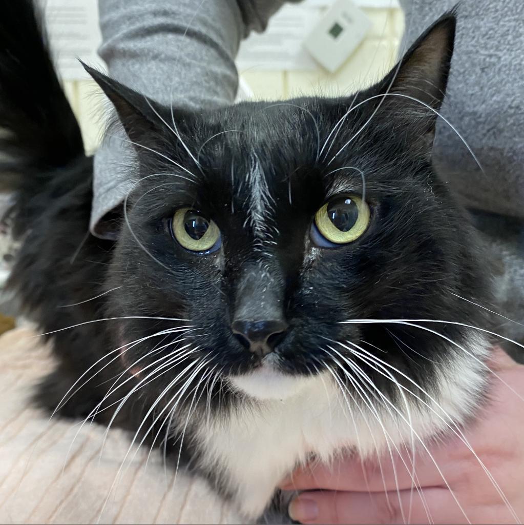 Willow, Adoptable, Senior Female Domestic Long Hair.