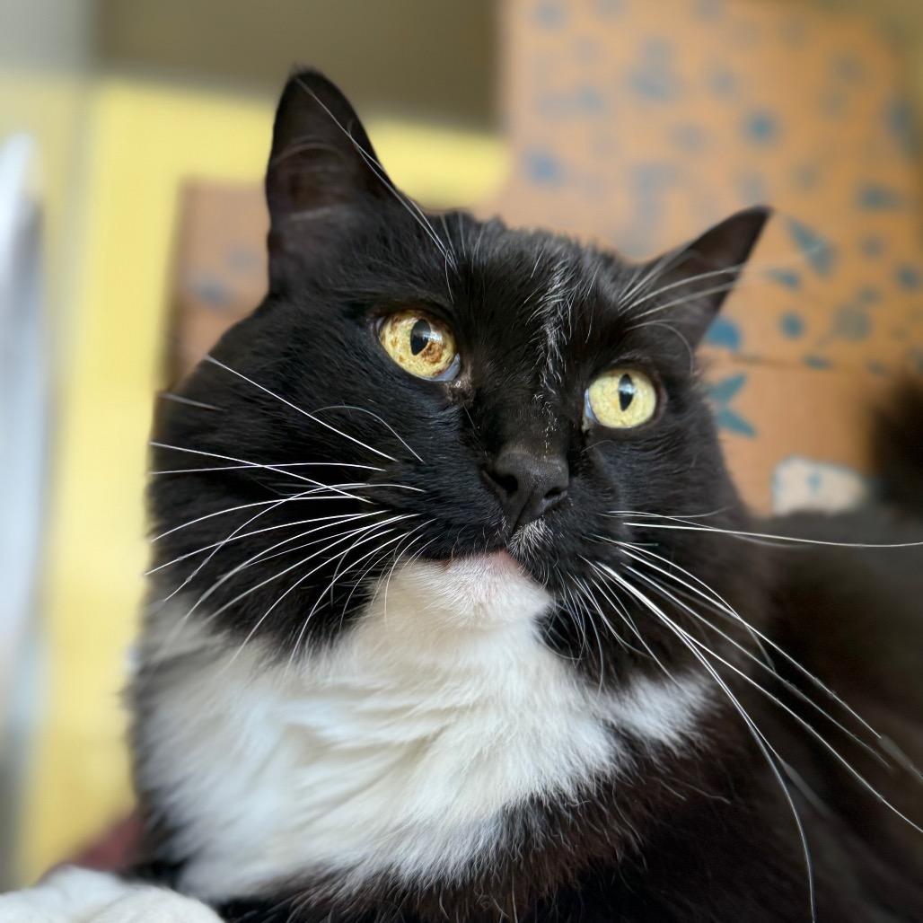 Enlarge Willow, a Adoptable Domestic Long Hair in West Olive, MI image 3/6