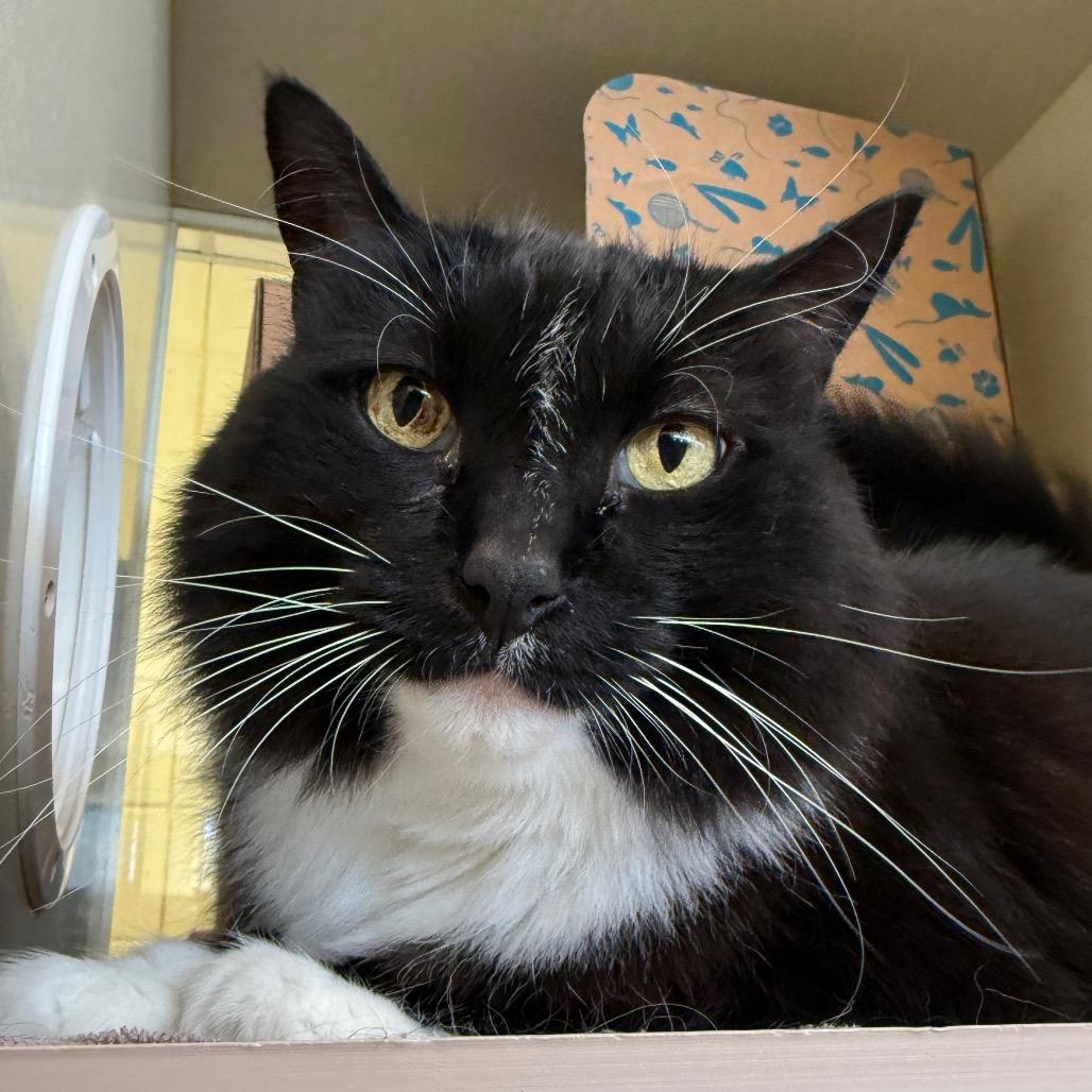 Enlarge Willow, a Adoptable Domestic Long Hair in West Olive, MI image 2/6