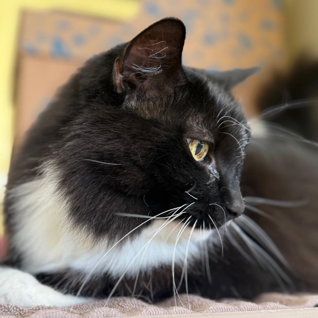 Enlarge Willow, a Adoptable Domestic Long Hair in West Olive, MI image 3/6