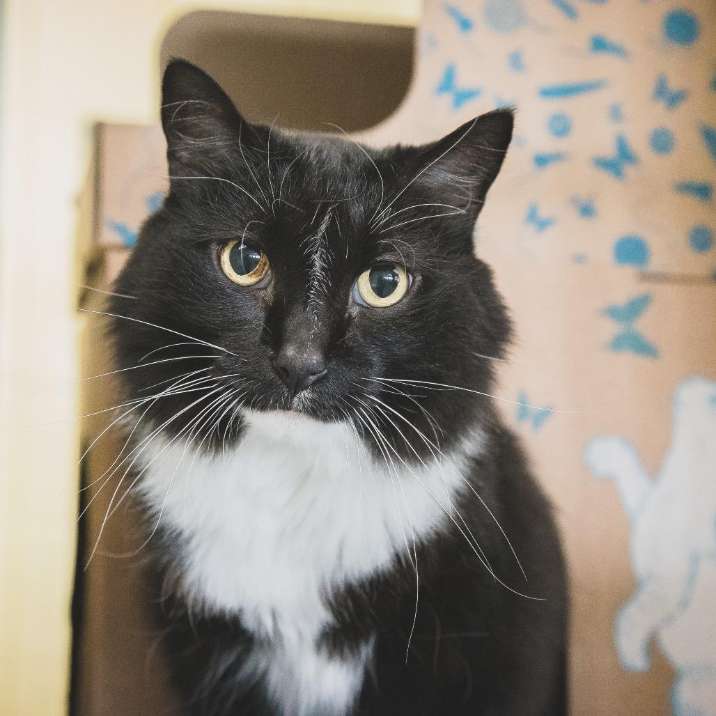 Enlarge Willow, a Adoptable Domestic Long Hair in West Olive, MI image 4/6