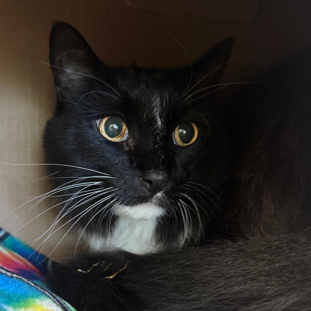 Enlarge Willow, a Adoptable Domestic Long Hair in West Olive, MI image 5/6