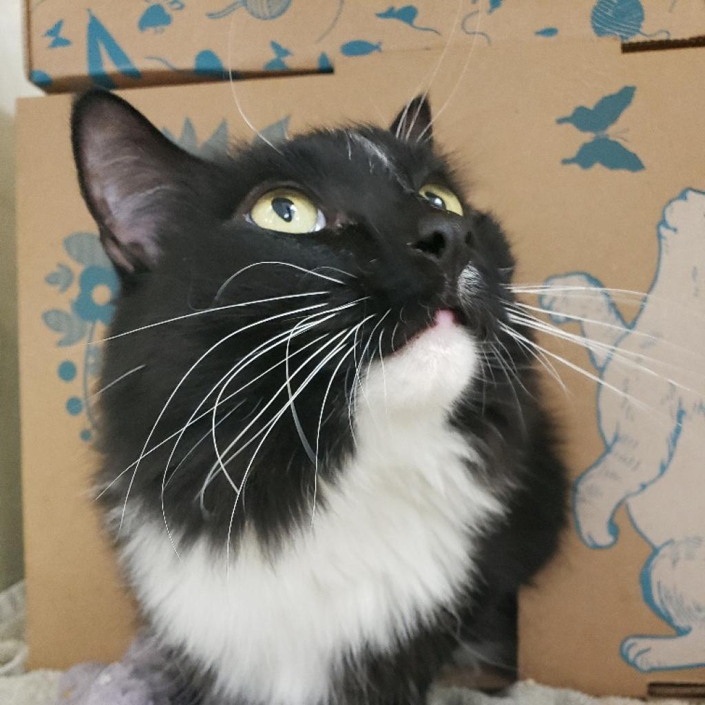 Enlarge Willow, a Adoptable Domestic Long Hair in West Olive, MI image 6/6