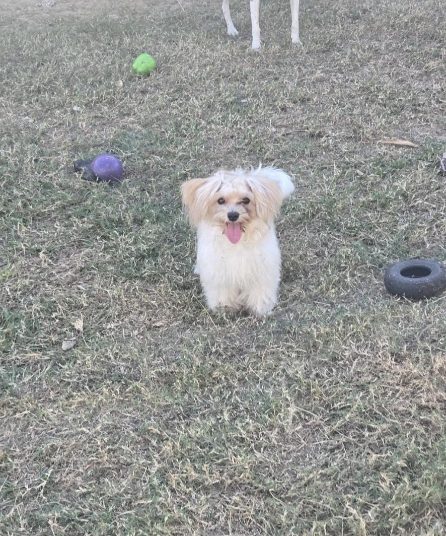 Rando, adoptable, Young Male Havanese.